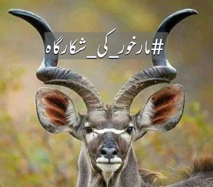 Hamdan Ahmad (@mdaa_3) on Twitter photo #مارخور_کی_شکارگاہ
✴@sm5mk
✴@aat_66
✴<a href="/pk5125/">💞Murshad💞</a>
✴<a href="/d9ish/">𓆸 دانش</a>
<a href="/007AA7/">💞💞ارشدجاوید💞💞</a>
<a href="/007AA8/">🍁ارشدجاوید🍁</a>
<a href="/007AA9/">➰ارشدجاوید➰</a>
@HamdanA_3
@ajkisb
<a href="/wahid5i/">🎀 𝒲𝒶𝒽𝒾𝒹 𝒥𝒶𝓃 𝑀𝒶𝓈𝒽𝓌𝒶𝓃𝑒 🎀</a>
@saq185
<a href="/M0kara/">Mokara</a>
<a href="/Pak5125/">💞(حیدری)</a>
<a href="/MI_RYK/">⫷𒈞❂༼محـͥـͩـͣـͫــͫمͣـͪـͧـⷨــــدی༽❂𒈞⫸</a>
<a href="/rza514/">ڈاکٹر رضا حسین</a>
<a href="/my_duas/">Spogmai سپو گمئی</a>
<a href="/k_zara8/">zara khan</a>
@Quite_01
<a href="/tarar_4/">❤️🇵🇰تارڑ🇵🇰❤️</a>
@dear_hadi
<a href="/ch_164/">ck</a>
<a href="/ch_295/">Sameera</a>
<a href="/007AA9/">➰ارشدجاوید➰</a>
16 #مارخور_کی_شکارگاہ
✴@sm5mk
✴@aat_66
✴<a href="/pk5125/">💞Murshad💞</a>
✴<a href="/d9ish/">𓆸 دانش</a>
<a href="/007AA7/">💞💞ارشدجاوید💞💞</a>
<a href="/007AA8/">🍁ارشدجاوید🍁</a>
<a href="/007AA9/">➰ارشدجاوید➰</a>
@HamdanA_3
@ajkisb
<a href="/wahid5i/">🎀 𝒲𝒶𝒽𝒾𝒹 𝒥𝒶𝓃 𝑀𝒶𝓈𝒽𝓌𝒶𝓃𝑒 🎀</a>
@saq185
<a href="/M0kara/">Mokara</a>
<a href="/Pak5125/">💞(حیدری)</a>
<a href="/MI_RYK/">⫷𒈞❂༼محـͥـͩـͣـͫــͫمͣـͪـͧـⷨــــدی༽❂𒈞⫸</a>
<a href="/rza514/">ڈاکٹر رضا حسین</a>
<a href="/my_duas/">Spogmai سپو گمئی</a>
<a href="/k_zara8/">zara khan</a>
@Quite_01
<a href="/tarar_4/">❤️🇵🇰تارڑ🇵🇰❤️</a>
@dear_hadi
<a href="/ch_164/">ck</a>
<a href="/ch_295/">Sameera</a>
<a href="/007AA9/">➰ارشدجاوید➰</a>
16