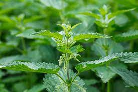 Nettles are excellent in the treatment of #anaemia because of their high iron content.

Nettle tea was commonly used to counter the effects of heavy #periods, since the plant has blood staunching properties as well as being iron-rich.

#folkremedy #herblore