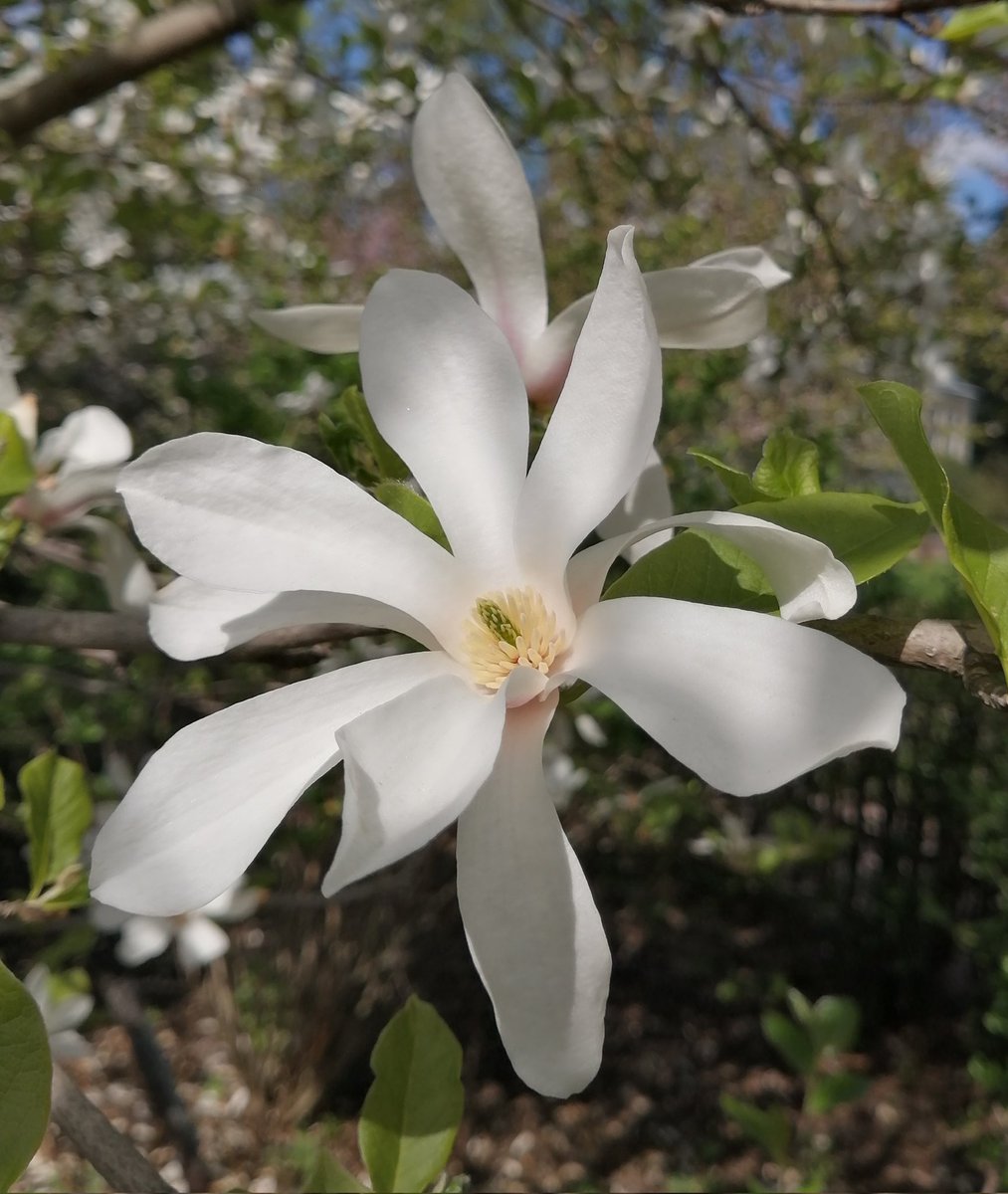 Magnolia

victoria-arts.com

#magnolya #magnolia #magnoliafloral #magnoliastyle #magnoliaflower #magnoliatree #magnoliaflowers #magnoliarealty #flowersphoto #artflowers #NaturePhotography  #victoriaart9 #VictoriaArt #catsand1dog #paintingswoldartist #photosnature_victoria