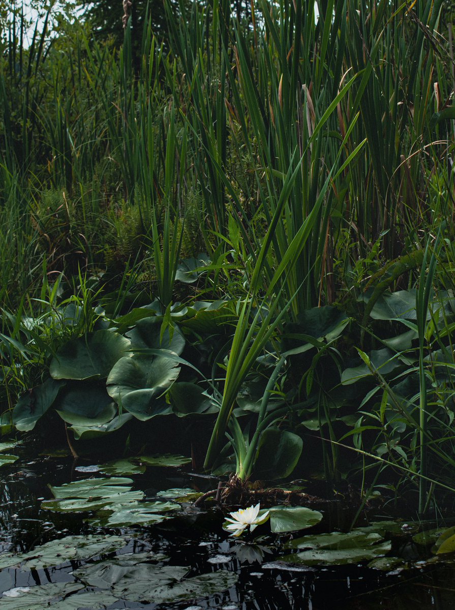 camerondevor's tweet photo. lonely lily https://t.co/sM4nr2k7sU