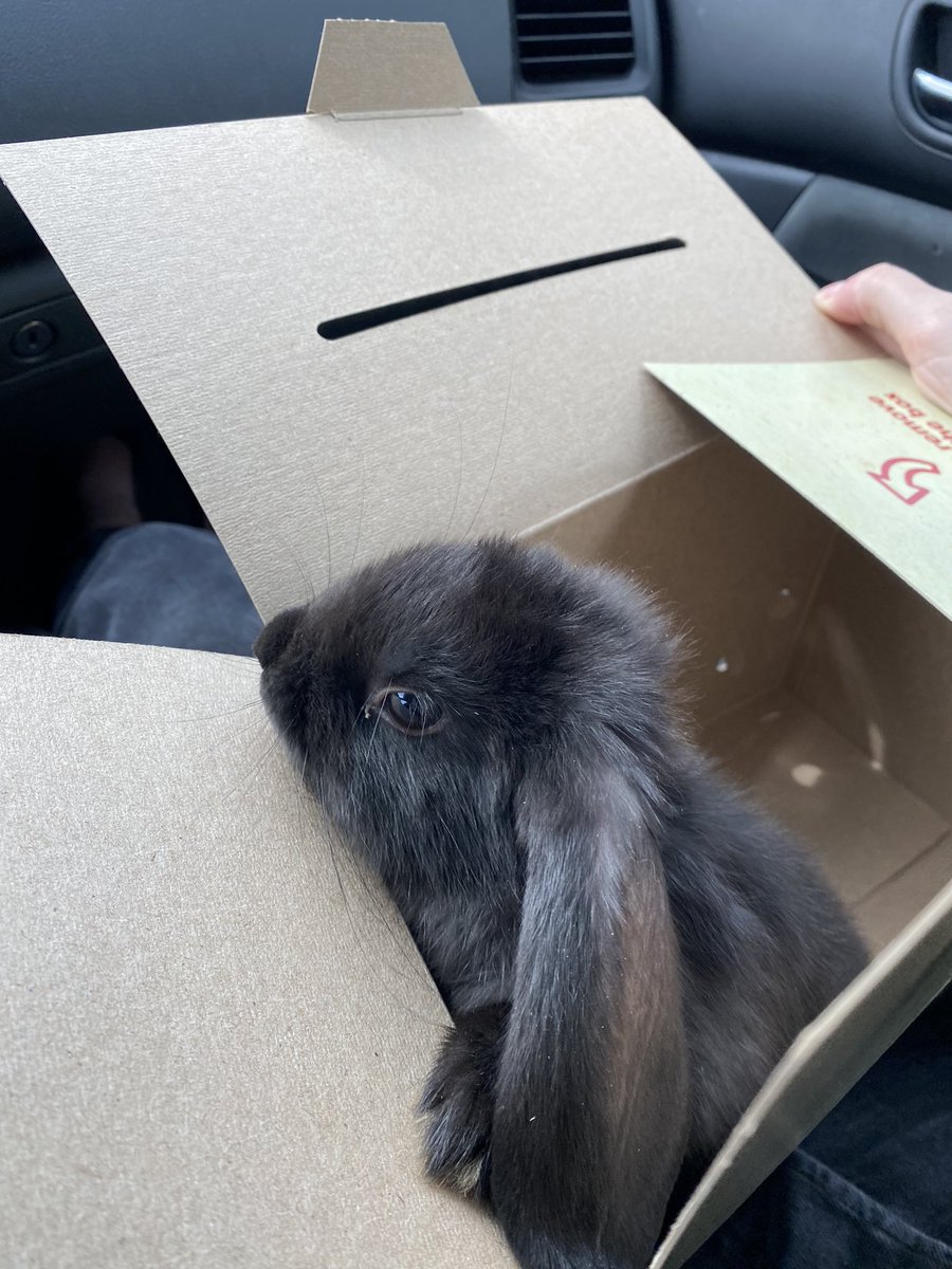 got a new friend today 🐰 ❤️