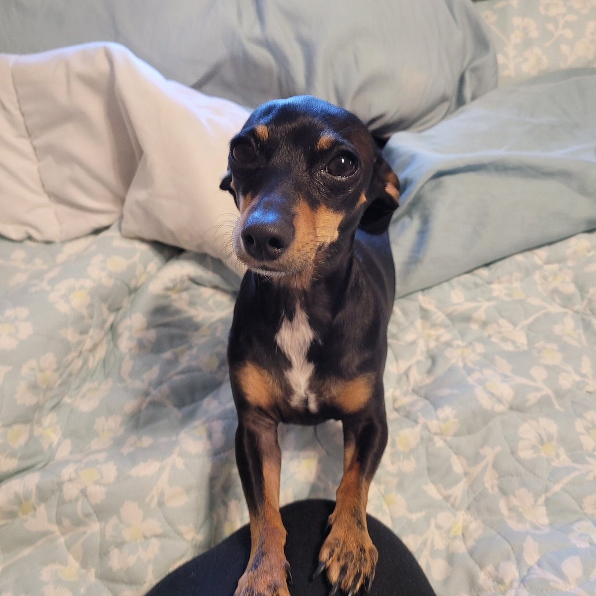 voodoomuse1's tweet image. This is Bella. So stinking cute I had to share! #cutedogsoftwitter #belladaball