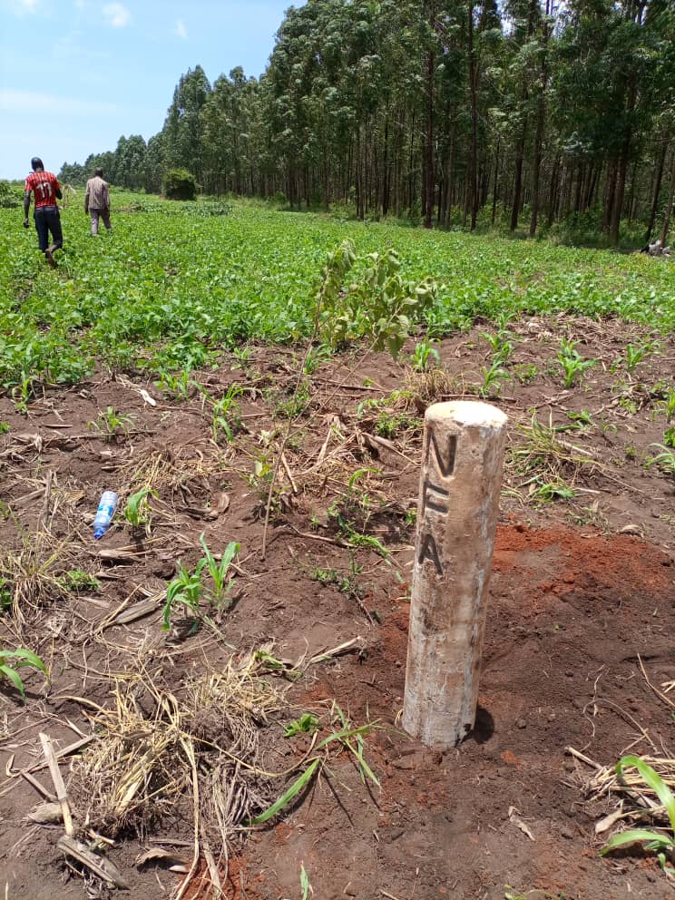 ForestryMgt_MWE's tweet photo. Ongoing:
The boundary opening and demarcation of Wambabya Central Forest Reserve (CFR) is ongoing. Wambabya CFR located in Masindi district covering a total of 3,429ha. #ConserveForests #NFAworks https://t.co/UXjGJJAvTW