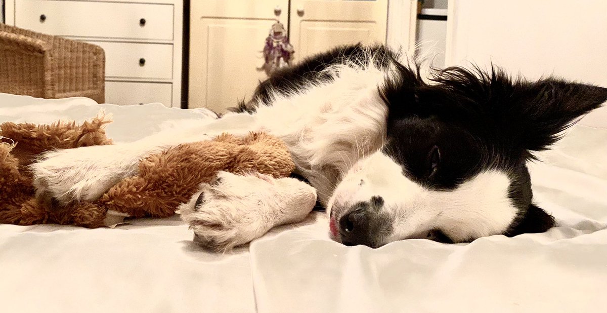 MagicalMerlinBC's tweet image. It’s been a long day. Good night 💤 Merlin 🧙‍♂️ 🐾 #Bed #Bedtime #Sleep #Comfy #Adventure #dogsoftwitter #doglovers #dogslife #rescuedog #bordercollie