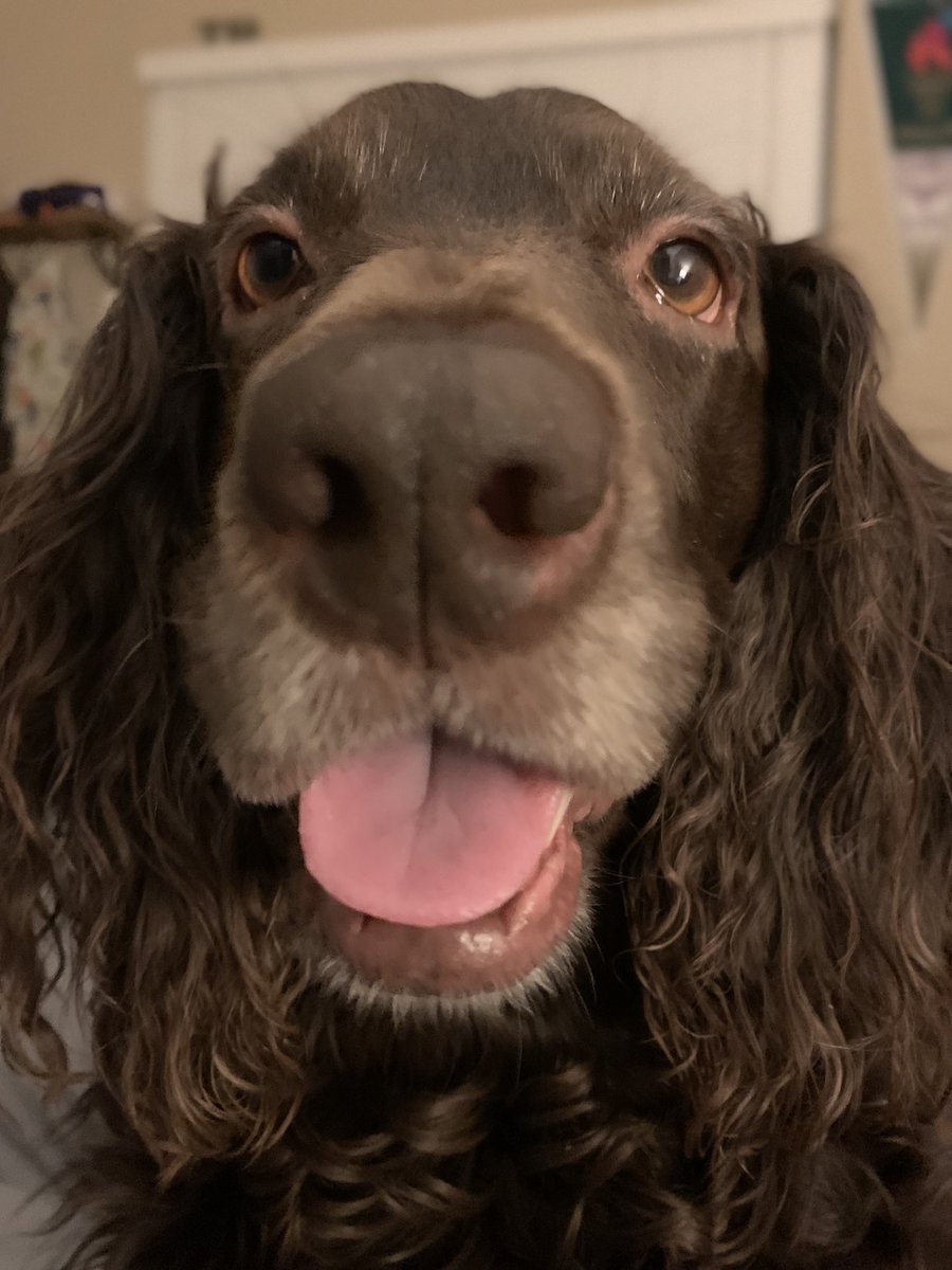 amyhoowrites's tweet photo. @findmeediting My pup, Elsie, believes in you! (And so do I!) you’ve got this!! 💜 https://t.co/mzV31JkgZ1