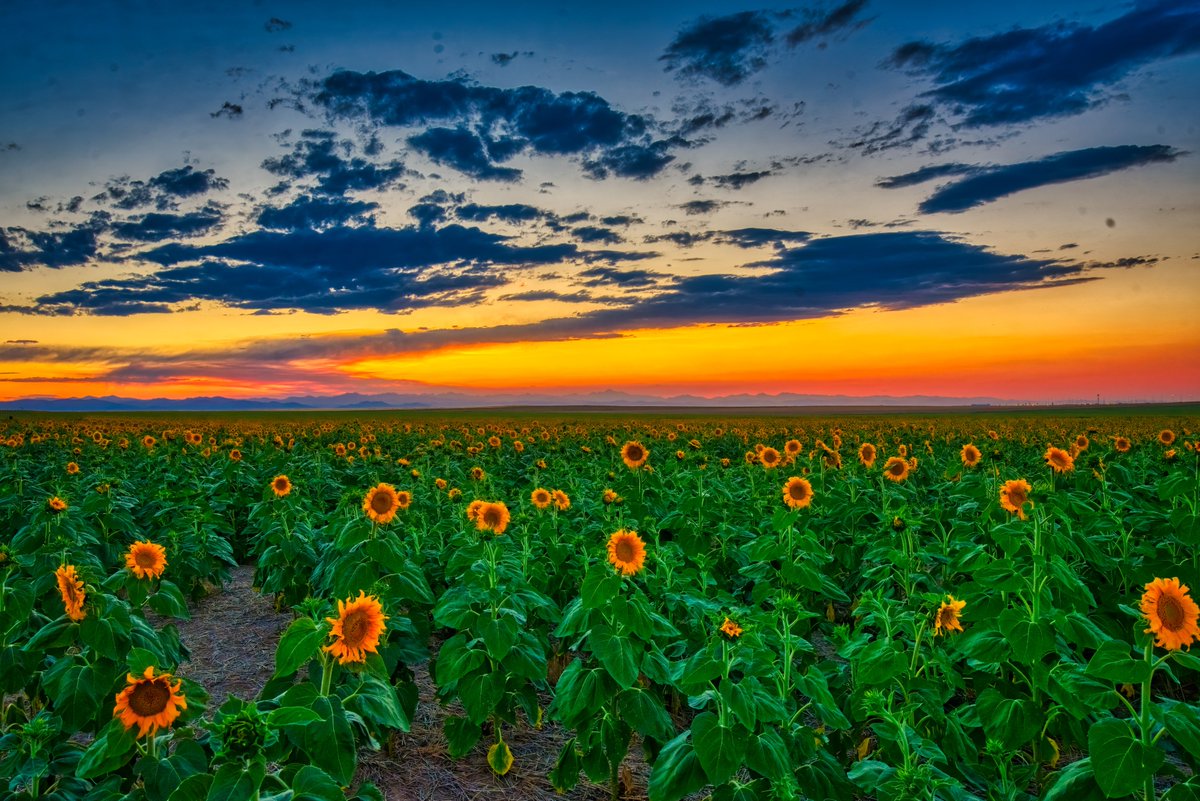 ChadGilbertPhot's tweet photo. Some recent work!  See more at https://t.co/Mc5FdVCOdH.  Be sure to sign up for the newsletter!

#landscapephotography #Colorado #sunsetphotography #SUNSET https://t.co/BT7ccQ2jl6