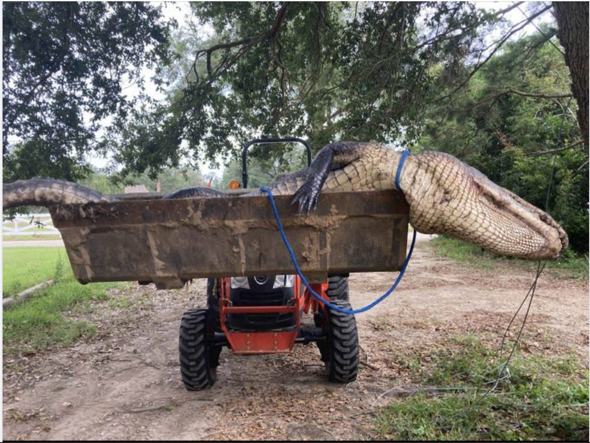 Here's the gator that killed that man in Slidell...