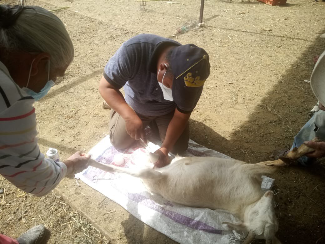 analau_al's tweet photo. Las y los profesionales de la @SDRGobPue trabajan en el territorio, el día de hoy en Santa Ana Teloxtoc, Tehuacán; atendiendo a productor@s de la cadena caprinos, para el @Gob_Puebla el campo poblano es prioridad. https://t.co/C3hwWaGnqW
