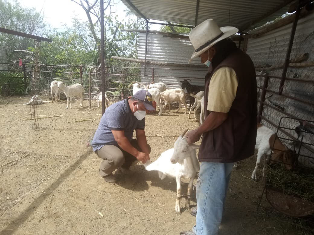 analau_al's tweet photo. Las y los profesionales de la @SDRGobPue trabajan en el territorio, el día de hoy en Santa Ana Teloxtoc, Tehuacán; atendiendo a productor@s de la cadena caprinos, para el @Gob_Puebla el campo poblano es prioridad. https://t.co/C3hwWaGnqW