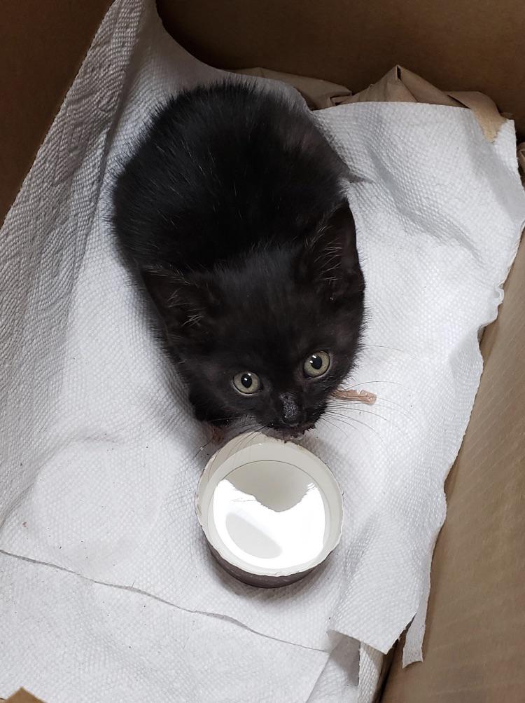 michaelscat2's tweet photo. Found her inside an engine at work, name suggestions.. https://t.co/8JRqSnduBt