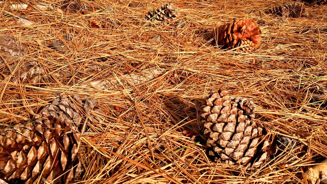 FREE HIKE ALERT FRI. SEPT. 24 IN LONE PINE! "Pining" for cooler weather as we get closer to fall? Then go on a FREE interpretive hike w/ <a href="/FriendsofInyo/">Friends of the Inyo</a> Trail Ambassador Kayla Browne &amp; learn about the Jeffrey Pine. 10 spaces still avail. Click here to RSVP: friendsoftheinyo.org/event/jp-trees…