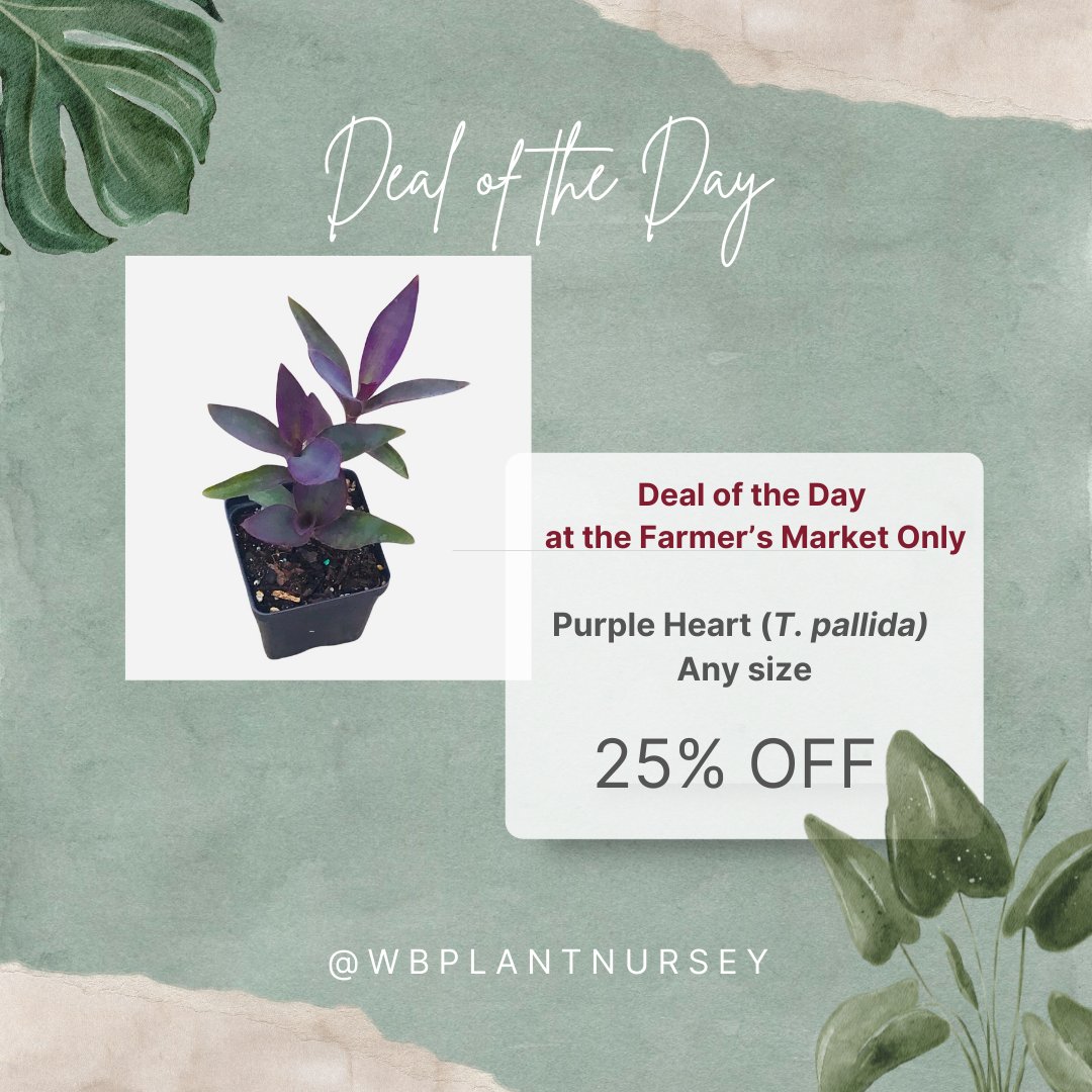 All Purple Heart plants, including starters (3') and Hanging Baskets will be on sale with 25% OFF the original price. Only today at Fightingville from 1 pm to 4 pm. See y'all there!

#wbplantnursery
#shoplocal #shopleauxcal #geauxlocal #localplants #madeinlouisiana
#Farmersmarket