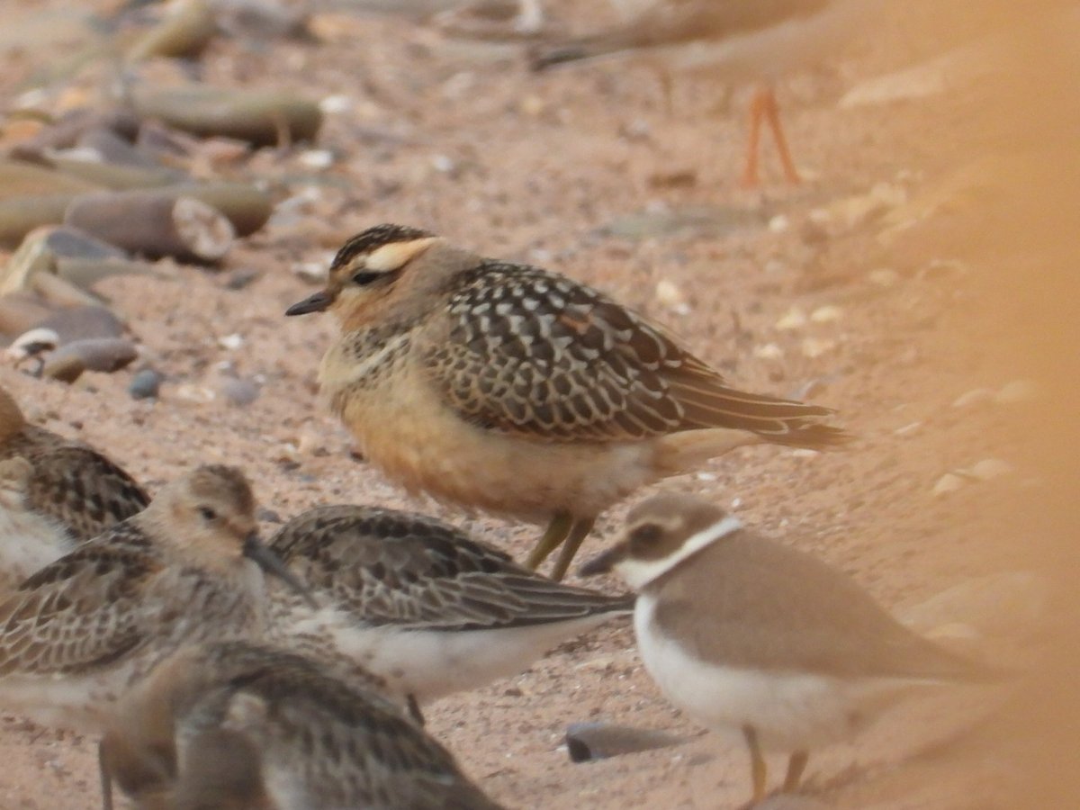 deanhall30's tweet photo. Dotteral @WarrenBirding #lifetick #patchbirder https://t.co/RHd6lmEsmP