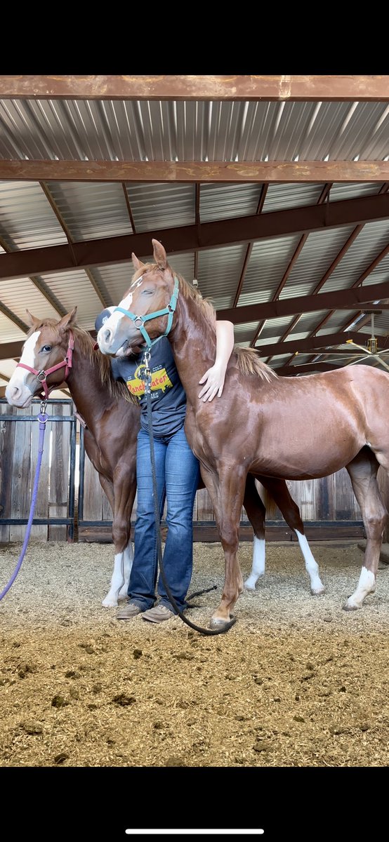 Katelynwhit97's tweet photo. Always fun messin’ around halter breaking babies https://t.co/lfW2x0Va41