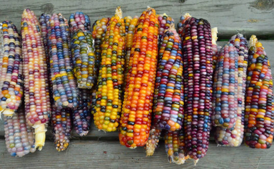 <a href="/LakotaMan1/">Lakota Man</a> The variety found in Native American corn is stunning. There are also solids in amazing colors like turquoise, pink and black.