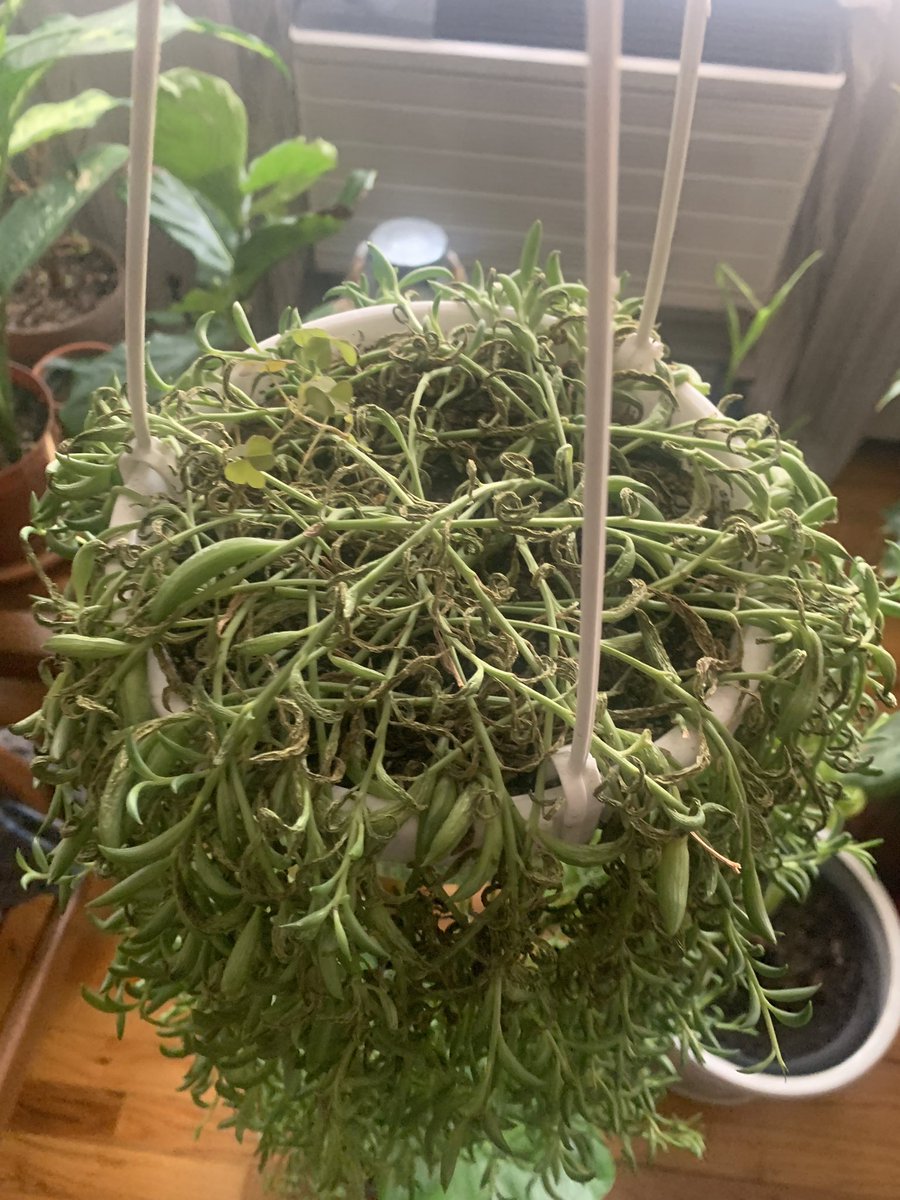 AundreDavid's tweet photo. My plants have been hating me #stringofbananas #plantdaddy https://t.co/TL9TCwXbDU