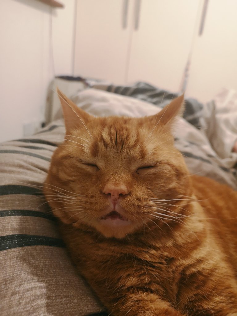 KaySheedy's tweet image. Mum is complaining that my snoring is too loud and she can't concentrate on anything?! #howrude 😹 #Caturday