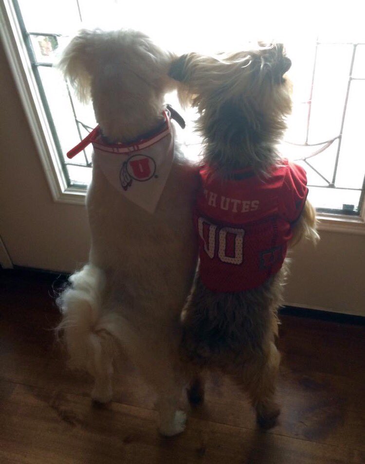 DogForTheWin's tweet photo. #dogsforthewin #GoUtes 🙌🏼 https://t.co/nhy8owe8mo