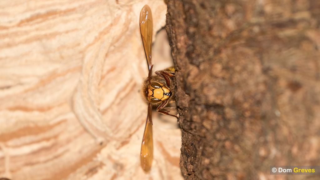 Dom Greves tweet media