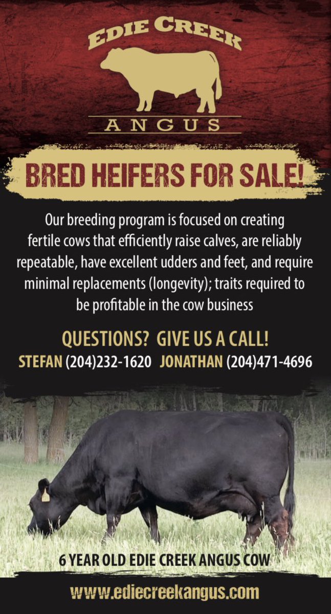 EdieCreekAngus's tweet photo. Your opportunity to tap into top-notch maternal Angus traits.  Purebred females sell without papers for commercial prices.We will also be selling a few PB papered hfrs and F1 bred heifers.

DM for details or give us a call! 
 #Angus #HerdBuilders https://t.co/y1zTKNrlMU