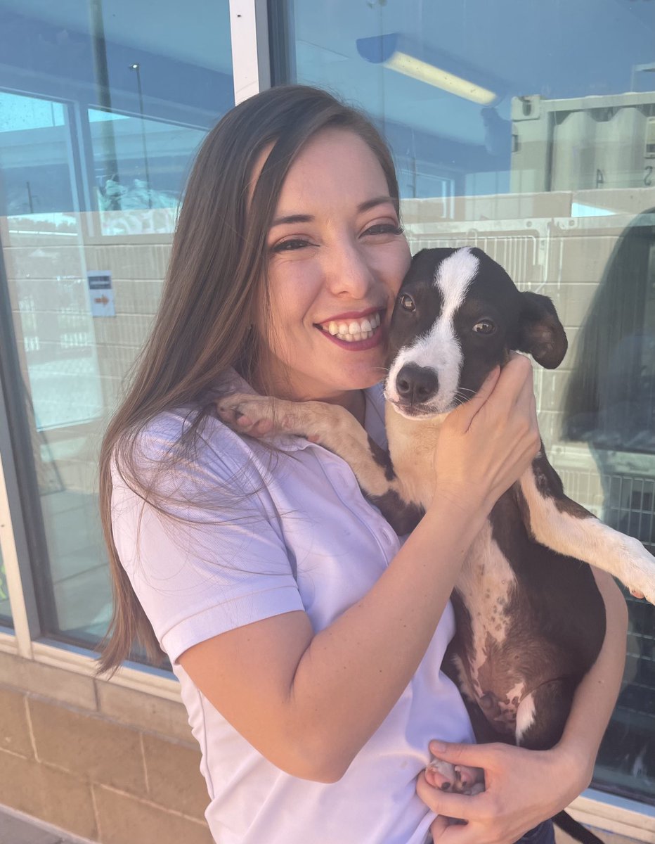 SusyACastillo's tweet photo. This 4-month-old boy doesn’t have a name yet. He along with hundreds are ready for adoption at El Paso Animal Services for free during Clear the Shelters. We’ll be here until 6 today. If you’re interested in adopting this pup who loves to give kisses his number is A48660156. https://t.co/N37GHcprwv