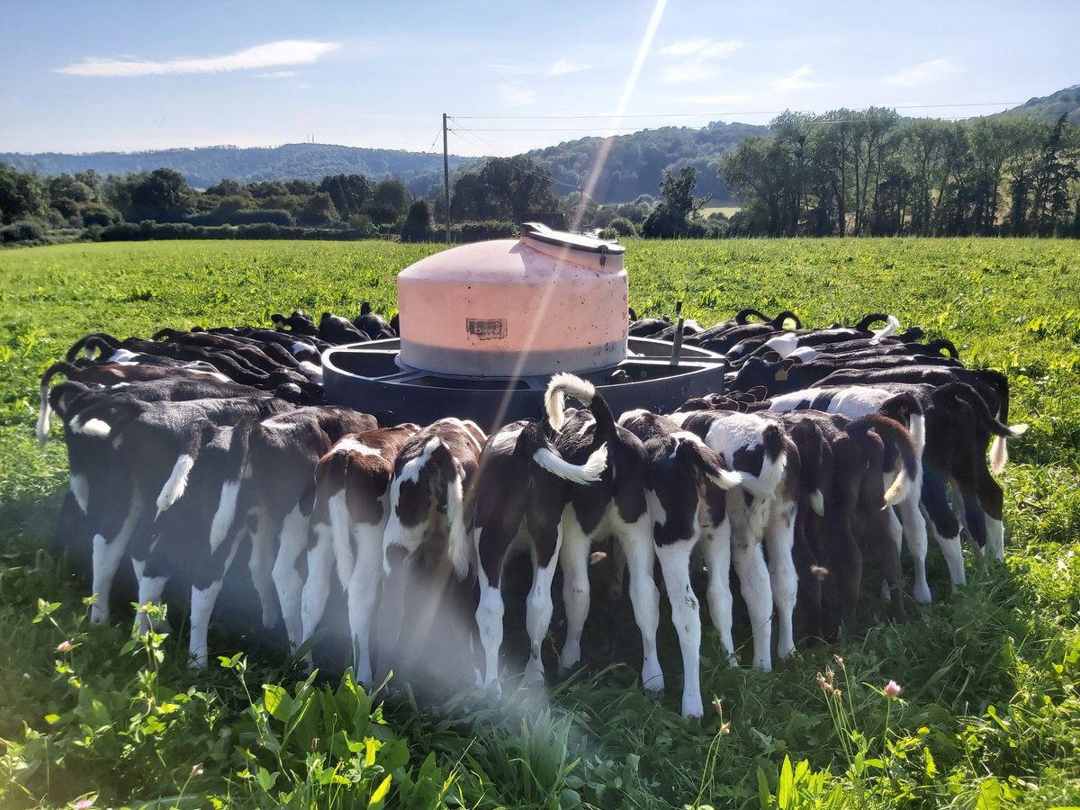 What a great day... and what a great group of calves. We have been really happy with the calves this year. All from <a href="/CogentGrazing/">CogentGrazing</a> genetics