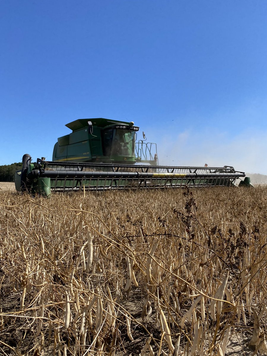 AgFarmer98's tweet photo. @mark_mccowan @ColcloughMorgan Hard at the whites today!  #ontag https://t.co/nmjEGt02iq