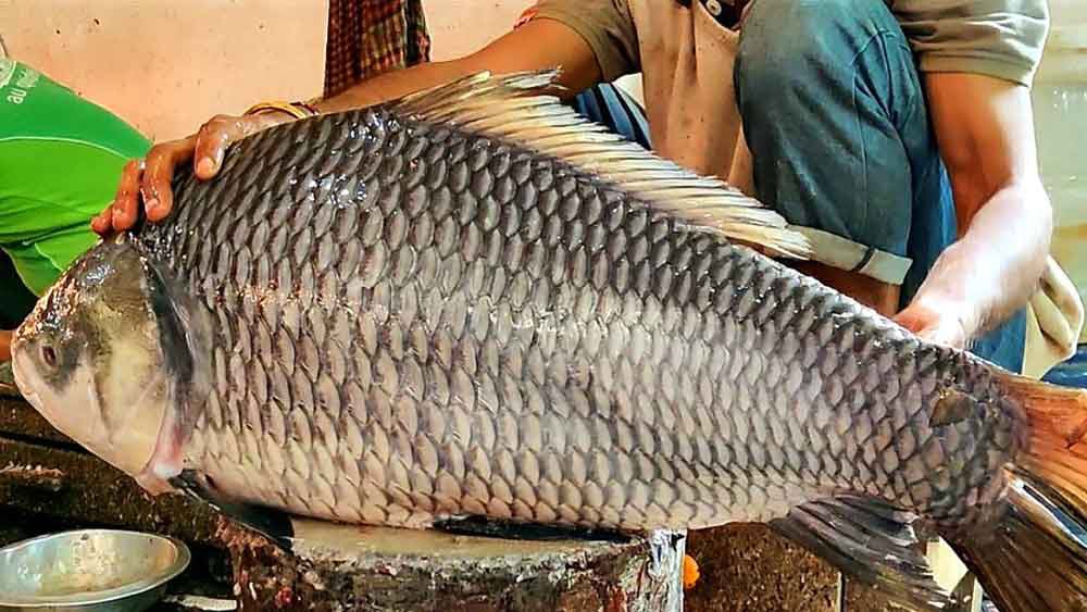 SoumyajitWrites's tweet image. This Catla, weighing 18.20 kg, was caught in Padma river in Bangladesh last night. It was sold at a market in Pabna for around 25,000 taka (Rs 21,597), setting a record.