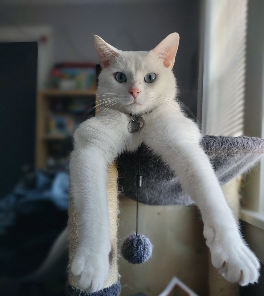 percypurrpurr's tweet photo. .., yyou may , speake..., https://t.co/lDLVqhOLUx