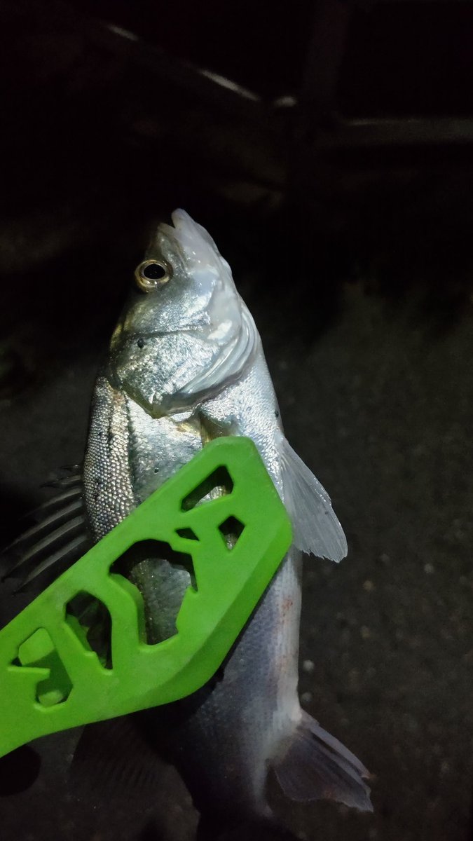 ジェイ 釣れッッ 小さい ガルプでなんとか 奥浜名湖 シーバス