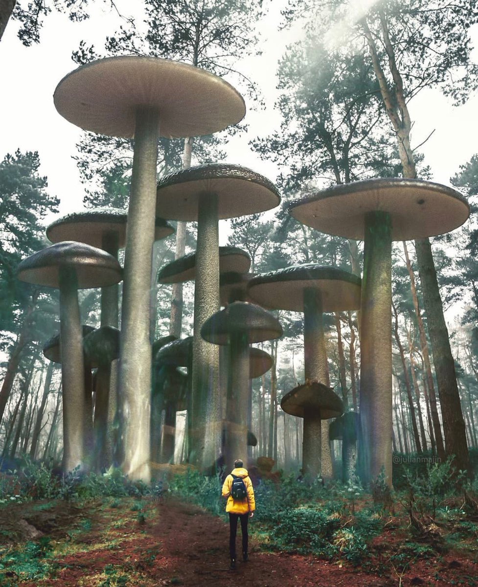 Fall is officially here and that means that it is prime mushroom foraging season for a lot of us! What is on your foraging bucket list this year?
📷: julianmajin (IG)
#mushroomart #fungi #mushrooms #mycology #shroomart #shroom #fungiart #fall #foraging #exploremore #natureisrad