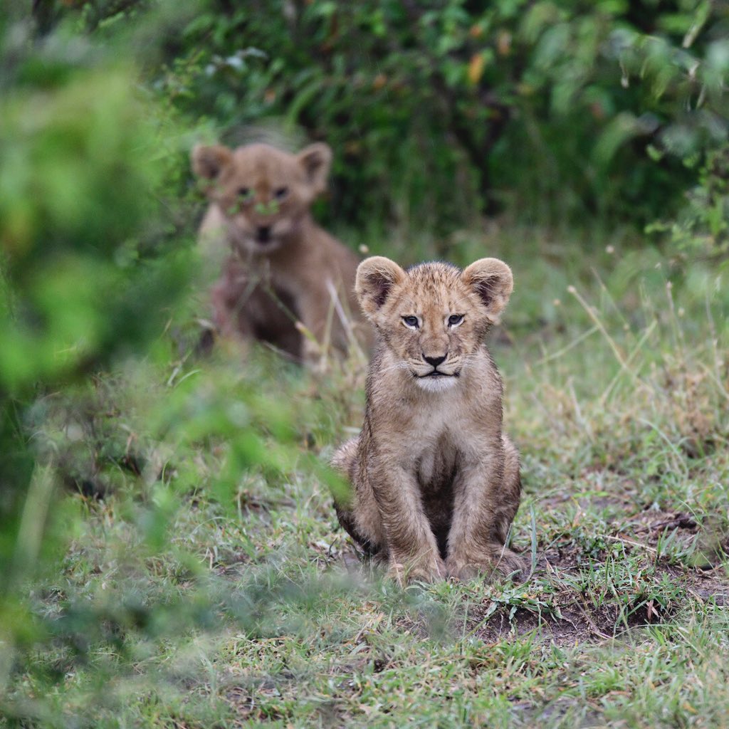 mahalimzuri's tweet photo. this is the #MahaliMzuri best hotel in the world found in KENYA welcome all #TLWorldBest #VisitKenya #TembeaKenya #explore #nature https://t.co/SNynM0ae9W