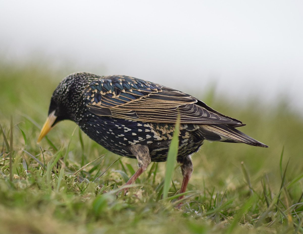 The starling that stayed reasonably still while I photographed it! 😀 x