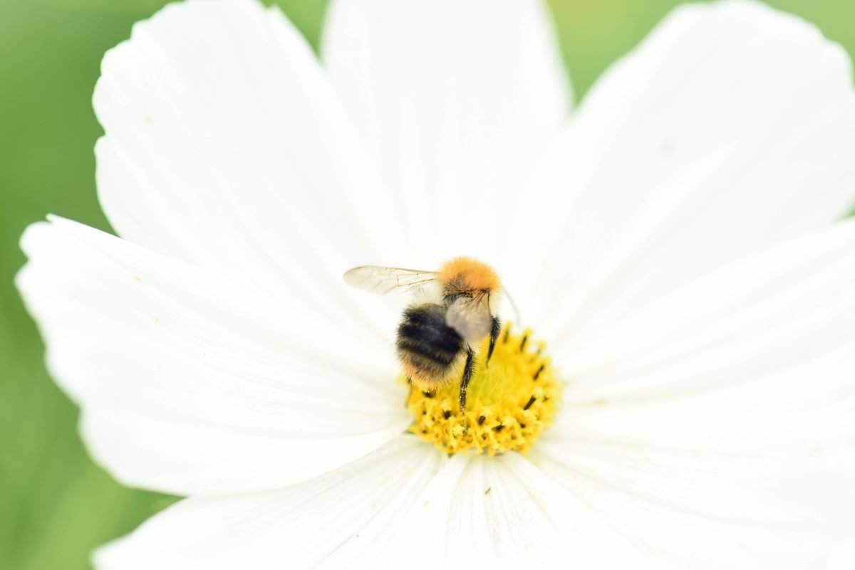 Carder on cosmos, The Bee Sanctuary of Ireland.
#bees 
#nature 
#wild 
#organicflowers
#growyourown 
#wicklow