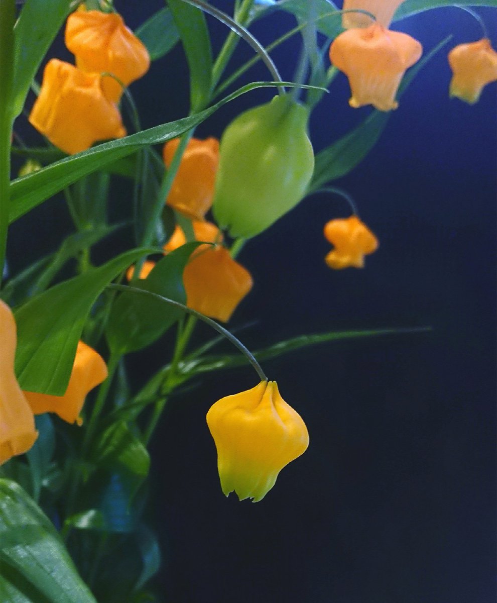 Leaf Leaf V Twitter 9 19生まれの人 誕生花 サンダーソニア 花言葉 共感 あなたはこんな人 インテリジェントにあふれ 論理的思考力が高いタイプ 確固たる信念を持っています 少しだけ他人の意見を受け入れられると より輝けるはずです 9月19日 お Leaf Leaf V Twitter 9 19生まれの人 誕生花 サンダーソニア 花言葉 共感 あなたはこんな人 インテリジェントにあふれ 論理的思考力が高いタイプ 確固たる信念を持っています 少しだけ他人の意見を受け入れられると より輝けるはずです 9月19日 お