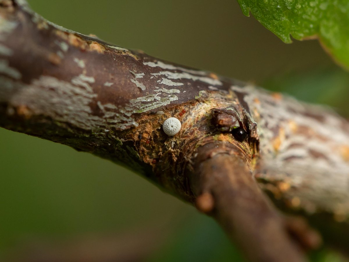 Brown Hairstreak egg on Blackthorn at Snakeholme Pit @BC_Lincolnshire @savebutterflies @ukbutterflies @LincsNaturalist @LincsWildlife