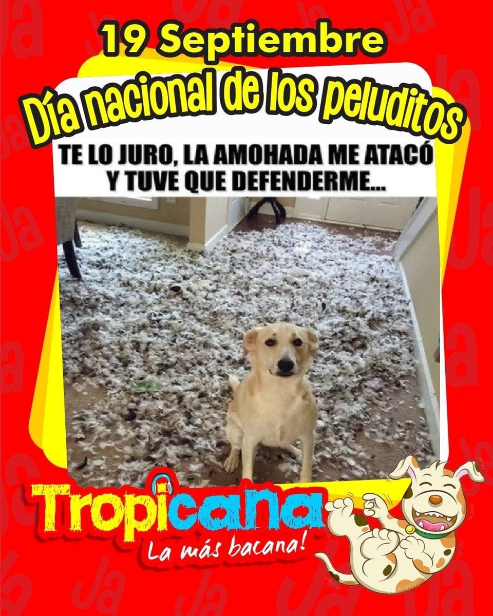 🤣🤣🤣 Les ha pasado en casa 🐾🐾🐾🐾🐕 #PeludosEnTropicana