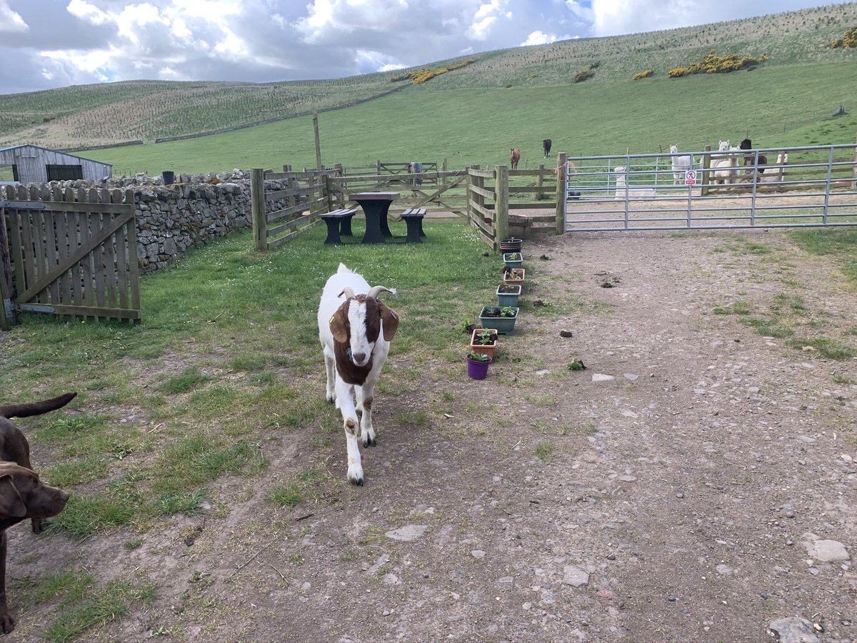 Goat gardening. What he doesn’t like he pulls out! #flowers #thegardener
