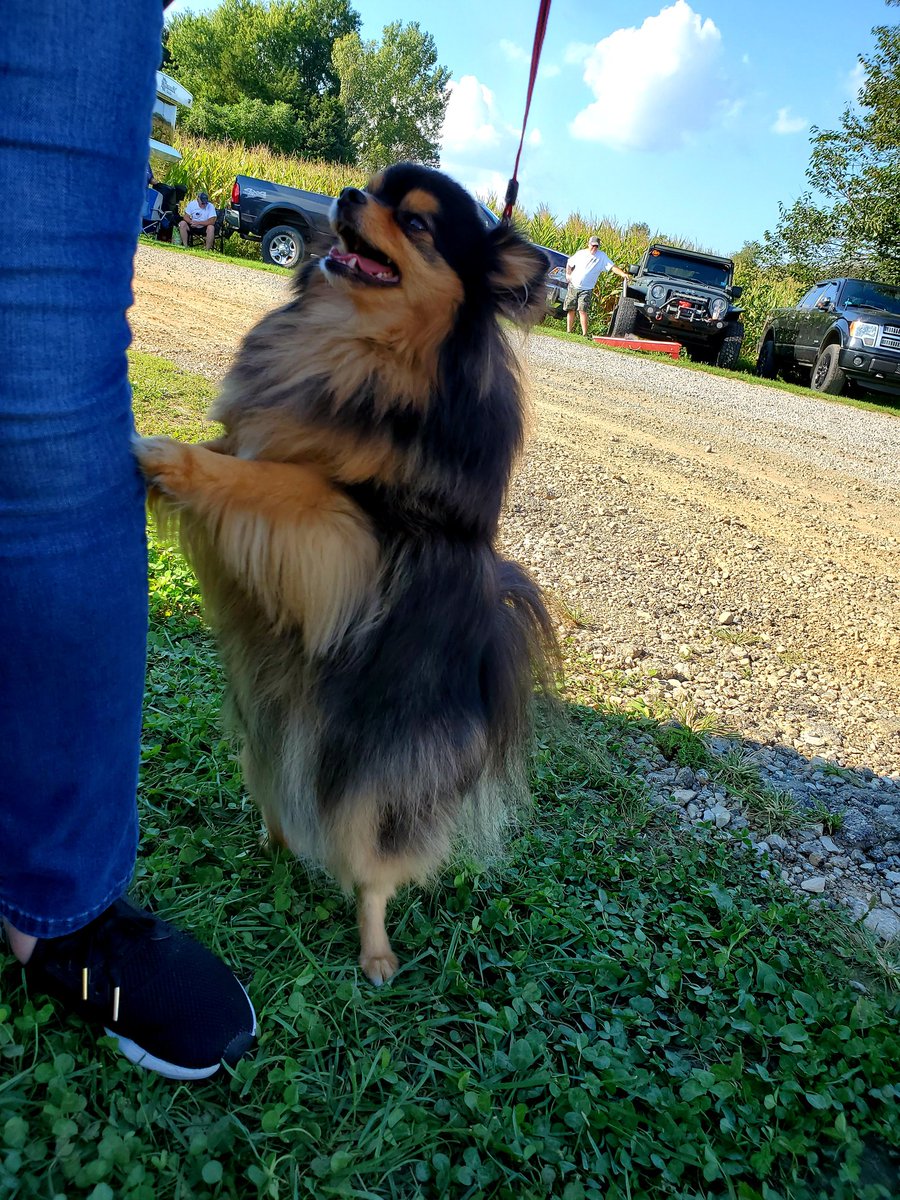 AlyssaSharman's tweet photo. Tailgating in the parking lot with the fans at the @dirtclassic 🏁 #brodietheracepup #kreitzracing #ldproud https://t.co/rZF6Vzk4Fb