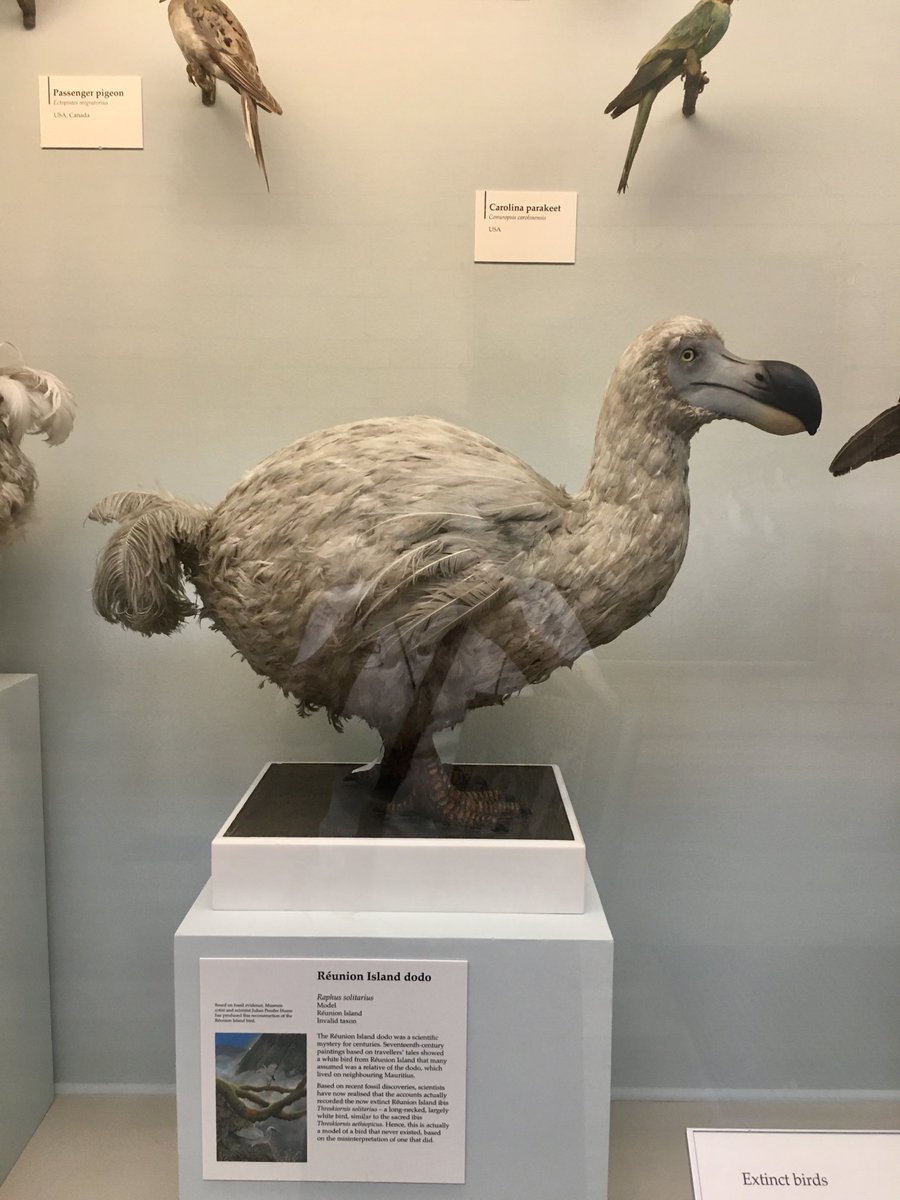 carolyn_ra's tweet photo. A trip to the ⁦@NHM_London⁩ the first in a long time. I was not disappointed. Only wondering why I left it so long. #WonderfulMemories #prehistoric https://t.co/clHa7Uai34