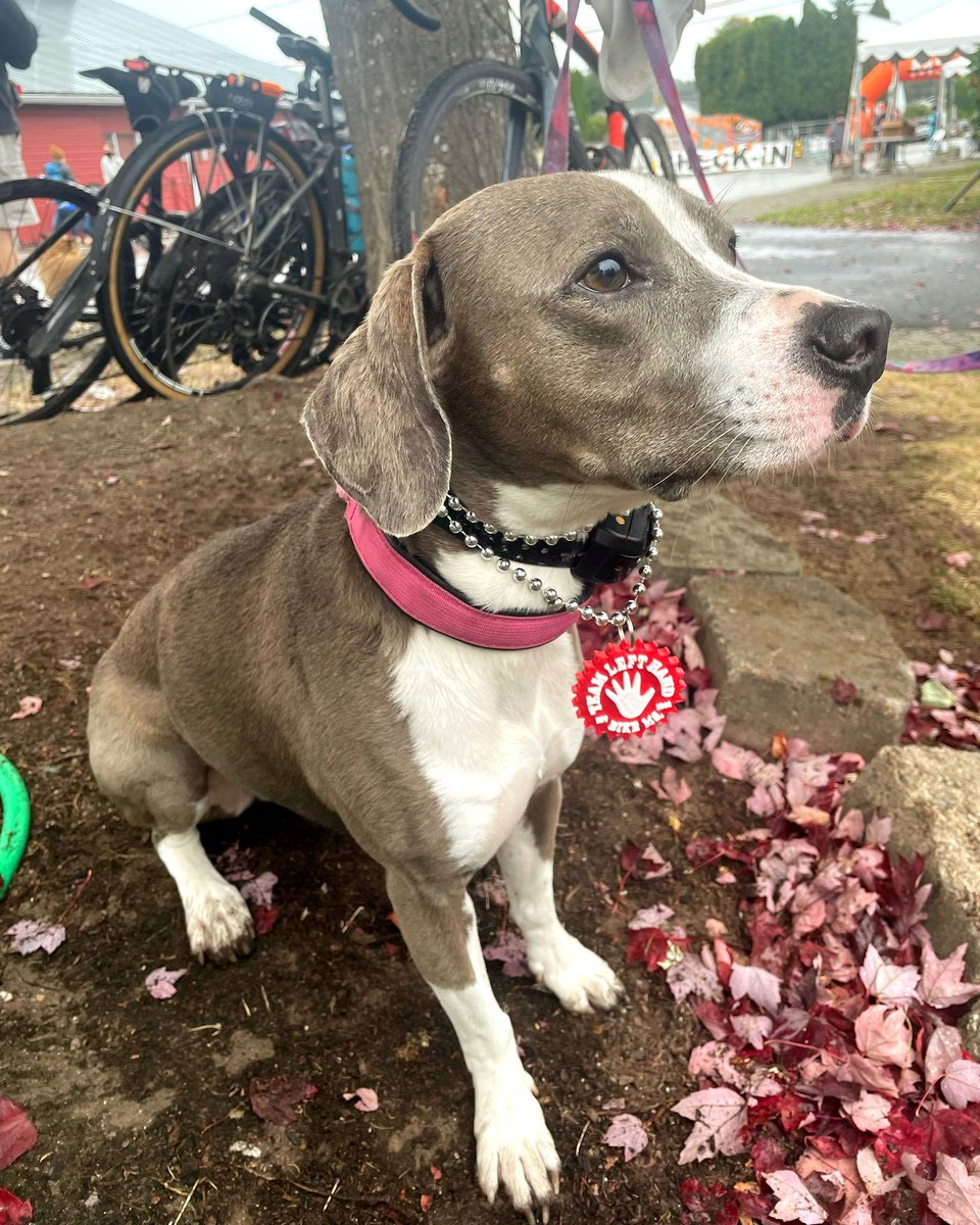 TeamLeftHand's tweet image. 🐾 Falling for Autumn &amp;amp; this pup! 
#TeamLeftHand #BikeMS