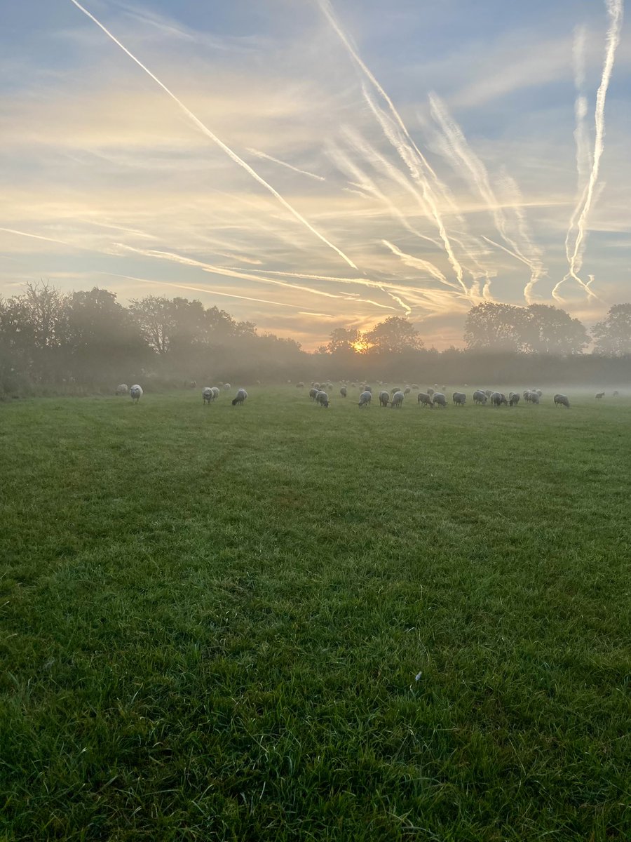 A photo I took this week. Just our sheep eating the grass that grows daily. In the sky just some stuff that is appropriately ignored