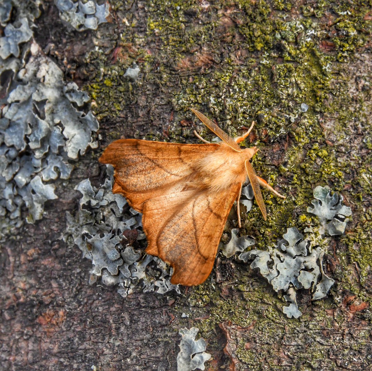 Some other #moths from last night included Black Rustic, Angleshades, Mint Moth and Dusky Thorn #mothsmatter #gardenwildlife @norfolkmoths