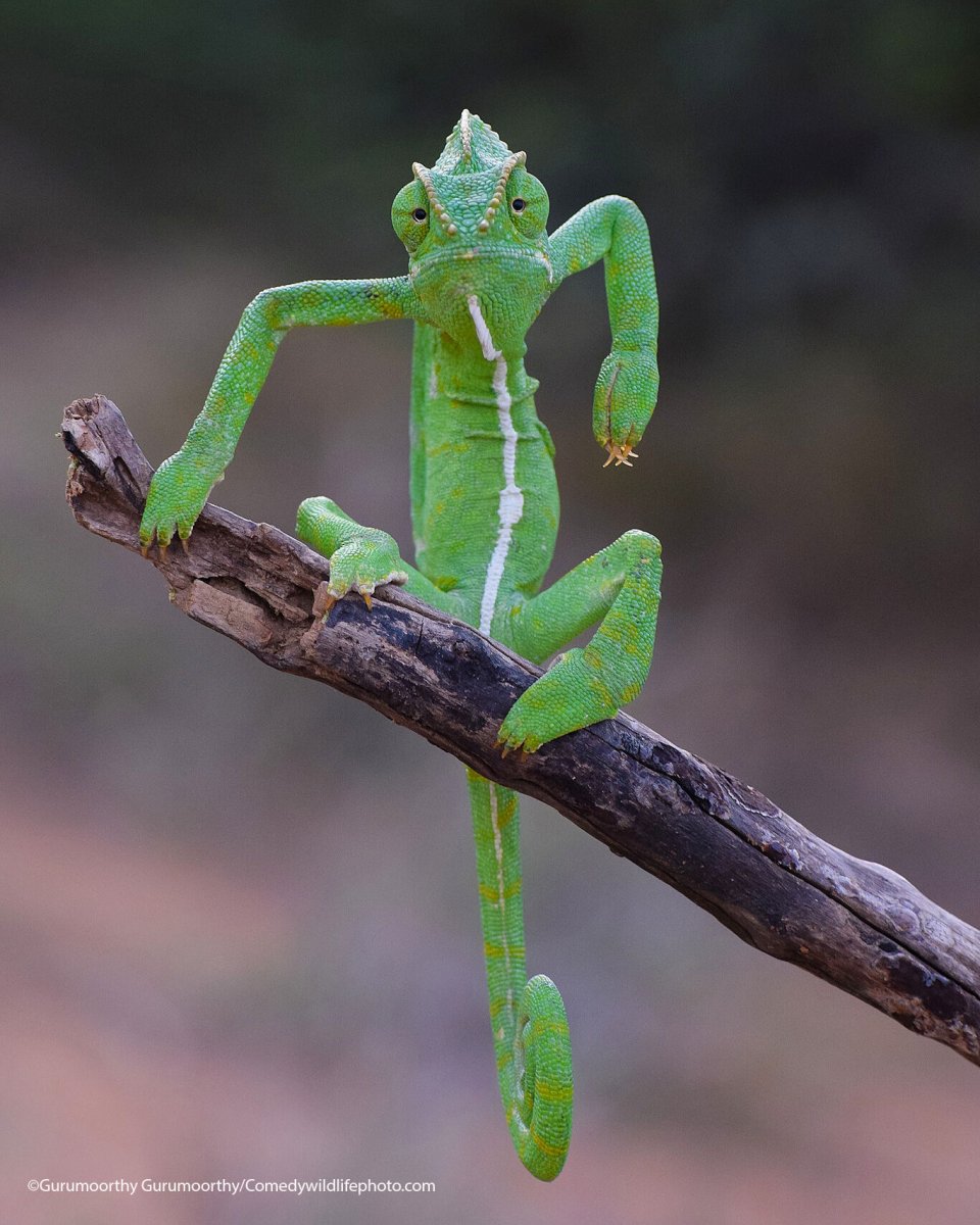lexcroucher's tweet photo. looked at the comedy wildlife photography awards finalists and now have the strength to make it through another week https://t.co/Y8Pqeb4EpH
