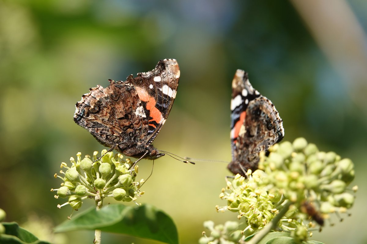 Ivy flowers totally buzzing with insects today! 🦋🐝Including these Red Admiral #butterflies @BC_Lincolnshire @savebutterflies #Autumn