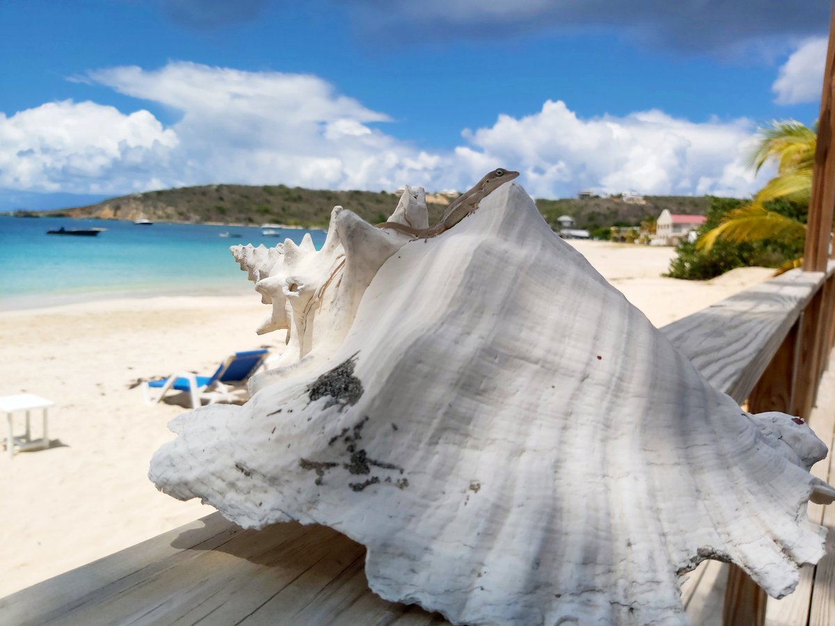 AnnemarilesM's tweet photo. A lizard perched on a shell in Sandy Ground, Anguilla..He has the best view...
#anguilla #sandyground #roysbayside https://t.co/HdwGP9yIME
