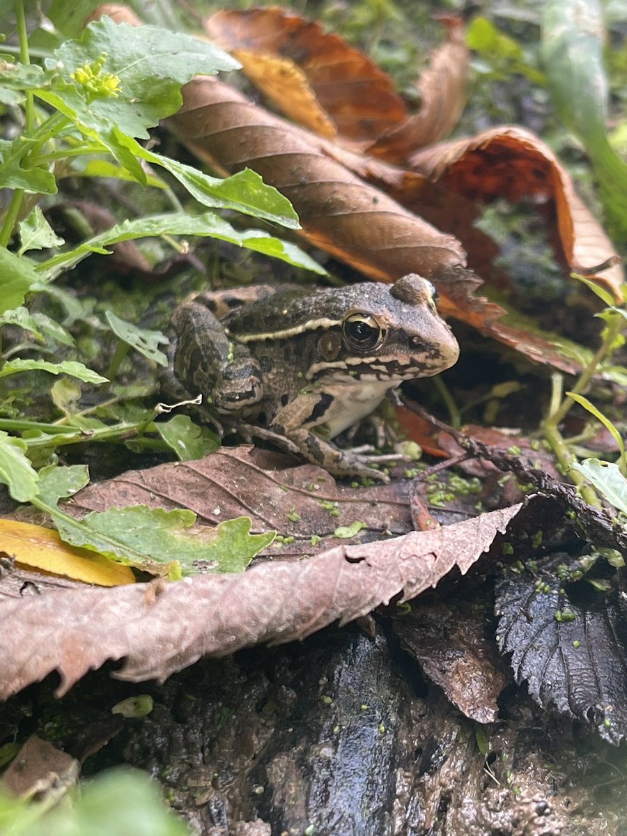 haydenbreite's tweet photo. Some frög pics from today https://t.co/cb9HNdLjNq