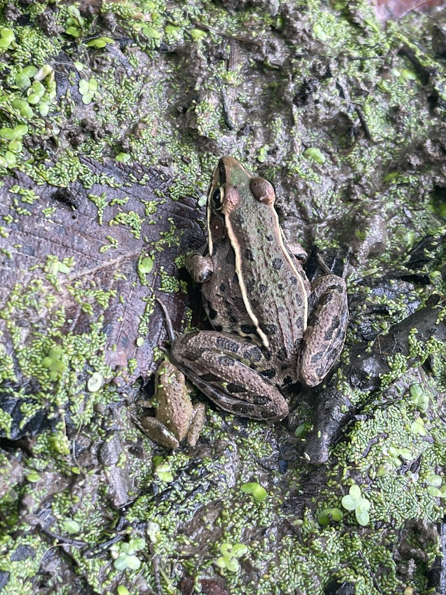haydenbreite's tweet photo. Some frög pics from today https://t.co/cb9HNdLjNq