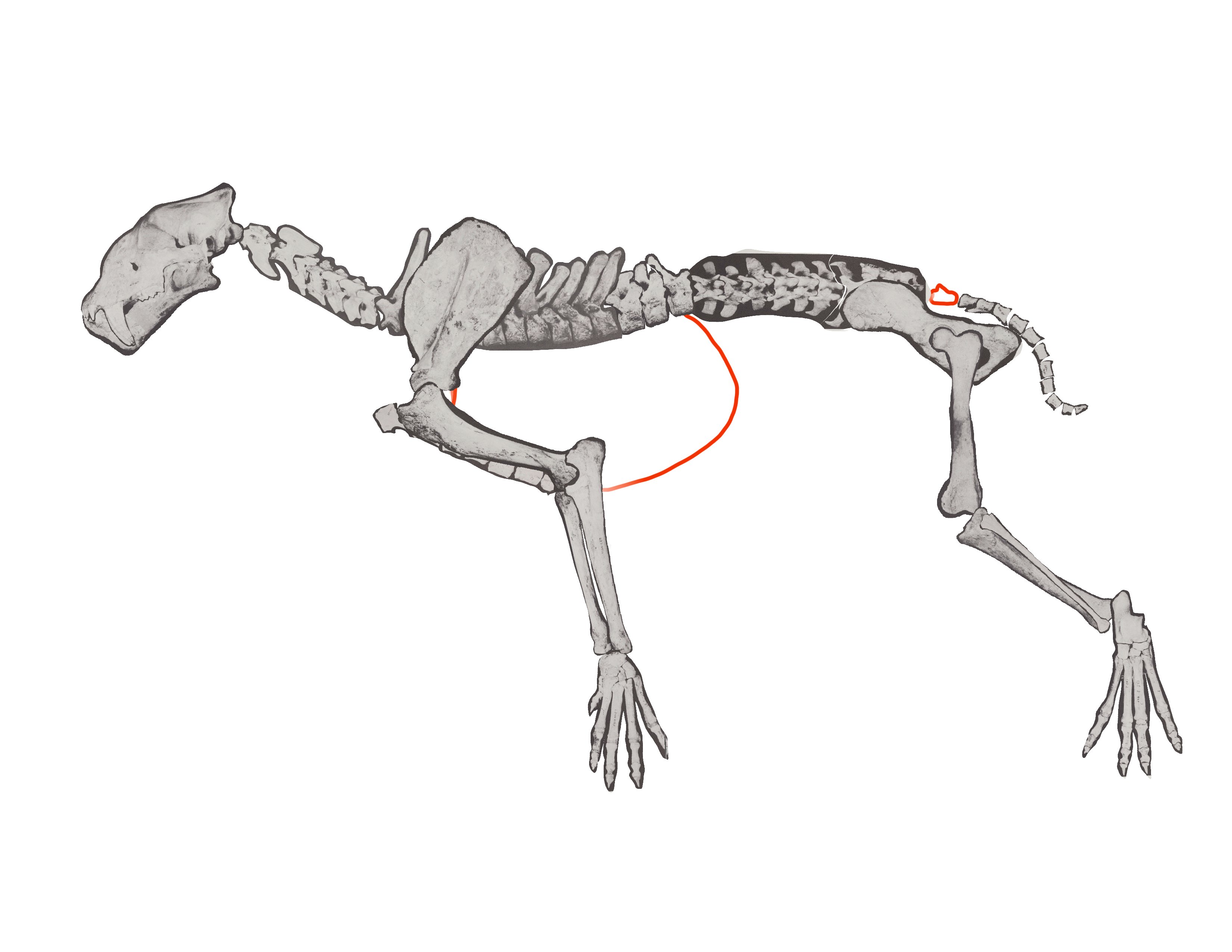 Midiaou Diallo ☭ 🇬🇳(COMMISSIONS OPEN) on Twitter: "To add on, we even