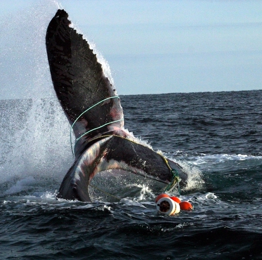 CRAT_Operators's tweet image. Discarded fishing nets continue to kill whales and marine life for centuries. Campbell River the heart of the whale trail is pushing the &quot;Stop&quot; on pollutants NOW!
#ghostfishinggear #cleanshores #oceangarbage @Stani83011
